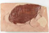 5.6" Red Fossil Hickory Leaf (Aesculus) - Montana - #201297-1